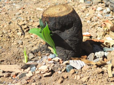 Yuccapalme treibt nach Brand aus, Goladinha