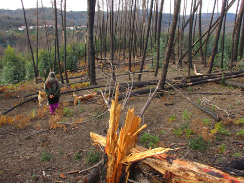 gefährlich - Bäume fallen, nach dem Brand morsch, Borkenkäfer, Goladinha