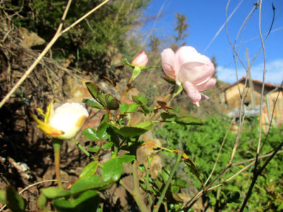 Eichenauer Rosen blühen im Dezember, Goladinha 
