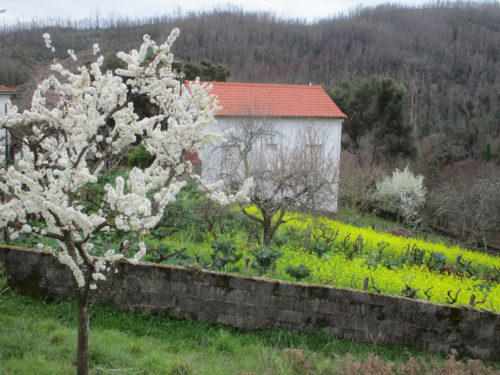Blüten im Frühjahr, Pardieiros, Goladinha