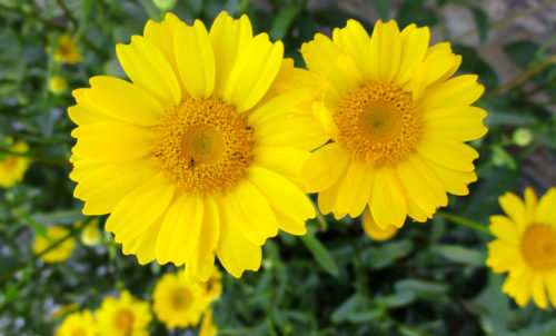gelbblühend, Wucherblume, Chrysanthemenart, Goladinha