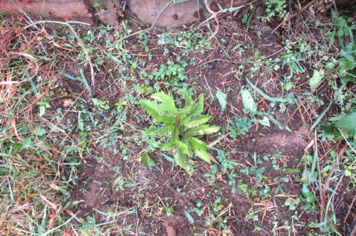 Mimosenplage, Keimlinge unter Grasbewuchs, Neuanpflanzung Kastanie, Goladinha
