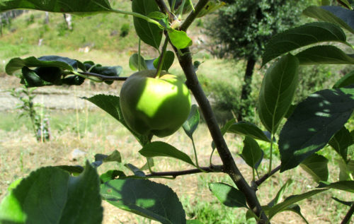 erster Apfel nach Brand, Goladinha