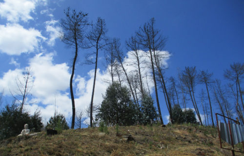 Nachbarsbäume fällen, die Bäume der Nachbarn, Gefahr für Leib und Leben, Goladinha