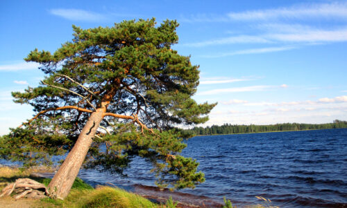 Finnland 8 - Campingplatz2, krummer Baum am See, goldener Strand, Leirintäalue Kultahiekat, Insel Manamansalo, Goladinha