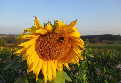 Deutschland, Goldener Oktober zu Ende, Sonnenblumen, Goladinha