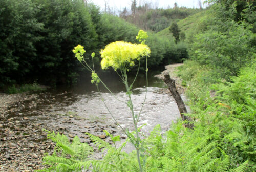 unbekannte Pflanze, gelb blühend, am Flussufer, Goladinha