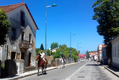 Pferde, Cavalos, Figueiro dos Vinhos, Strasse, Goladinha