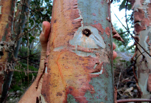 Euka, Eukalyptus, Wachstum, 3 Jahre, 10 Meter, Goladinha