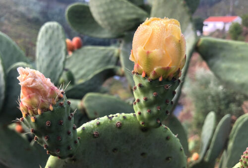 Kaktusfeige, reif und Blüte, Goladinha