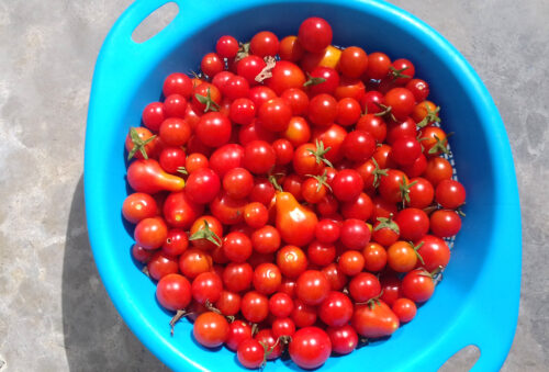 Tomatenhochsaison, schüsselweise, einwecken, einfrieren, Goladinha