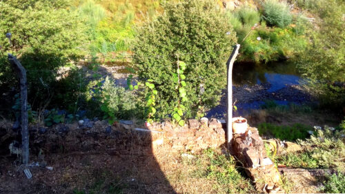 Kiwi, wachsen,4 Meter lange Triebe, noch keine Früchte, Goladinha, Portugal