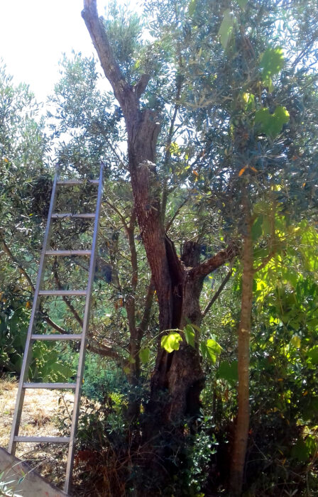 Olivenbaum, dürr, gefällt, Brandgefahr, Goladinha, Portugal,