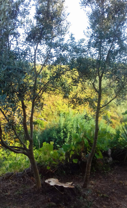 Olivenbaum, dürr, gefällt, Brandgefahr, Goladinha, Portugal,