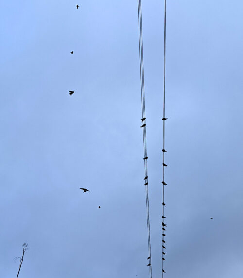 Schwalben sammeln sich, Goladinha, Portugal, Vögel, Stromleitung