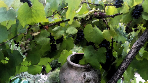 Weintrauben, späte Reife, Aquarell,Goladinha, Portugal