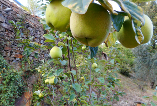 Quitte. grosse Früchte, Äste biegen sich, Goladinha, Portugal