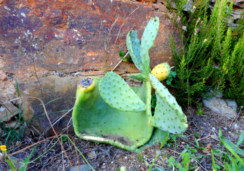 Kaktusblatt, getrocknet, Goladinha, Portugal
