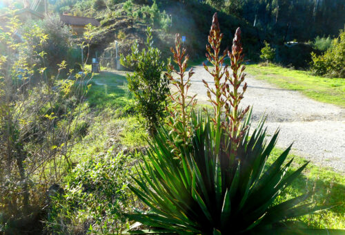Yucca, Palmilie, dreigeteilt, Blüten, Goladinha, Portugal