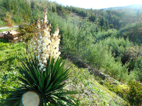 Yucca, Palmilie, dreigeteilt, Blüten, Goladinha, Portugal