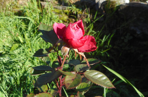 Rose im Januar, Frost, Goladinha, Portugal