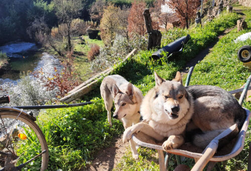 Wolfshund, Tschechoslowakischer Wolfhund, Schubkarre, Goladinha, Portugal