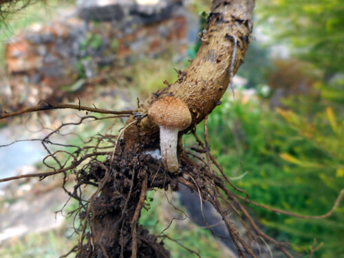 kleiner Pilz, Wurzel, Goladinha, Portugal