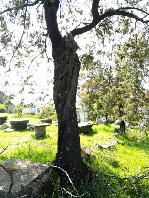 Blitzbaum, Wasseraderkreuzung, Serra Espinhal, Mimose, Goladinha, Portugal