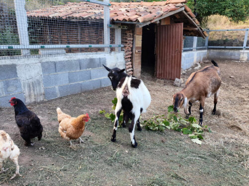 Ziegen füttern, Vale Pousada, Goladinha, Portuhal