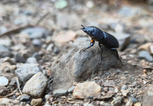Käfer über den Weg gelaufen, Goladinha, Portugal