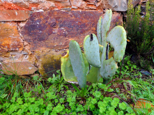Kaktusblatt, getrocknet, nach einem Jahr, update, Goladinha, Portugal