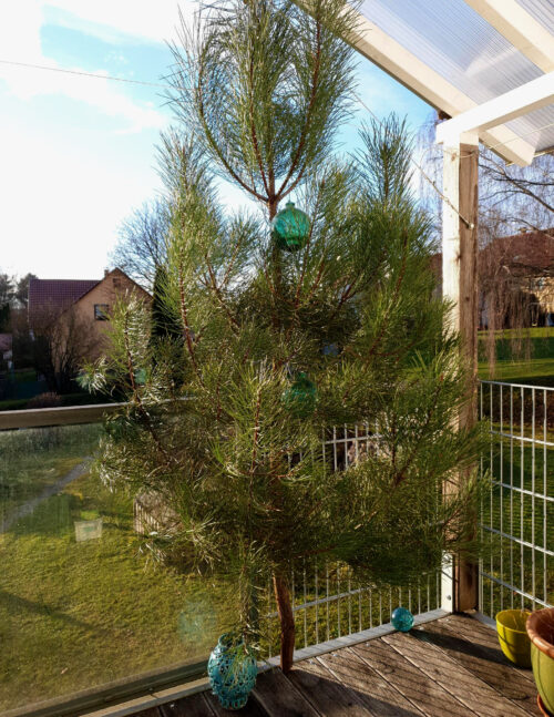 Weihnachtsbaum, Christbaum, der kleinere aus Portugal, Goladinha, Knaubenhof