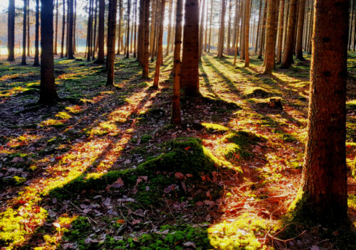 Waldspaziergang, tiefliegende Sonne, Monheimer Alb, feuchter Wald, Moos, Goladinha, Portugal, Deutschland, Knaubenhof
