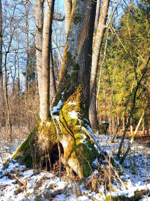 Deutschland, Winterimpression, alter Baum, Winter, Goladinha, Portugal