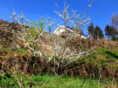 Baum, weisse Blüten, zahlreich, Goladinha, Portugal