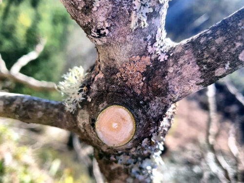 Feigenbaum schneiden, Feigenbaum blutet, Goladinha, Portugal