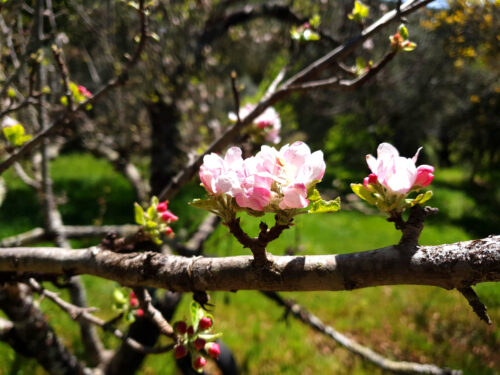 Apfelblüte, Ribeiro Joaninho, Goladinha, Portugal