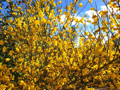 gelbe Blüten, Ginster, Margerite? Insektenfutter, Goladinha, Portugal