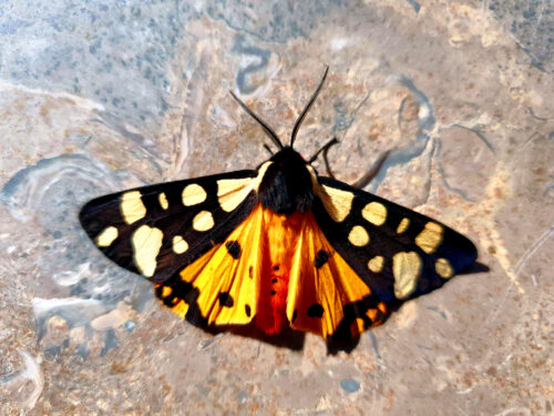Nachtfalter, Schmetterling, Goladinha, Portugal