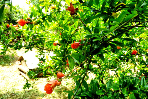 Granatapfel, Rotblühend, Ribeiro Joaninho, Goladinha, Portugal
