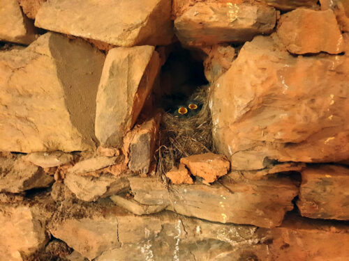 Mauersegler, Jung, Nest auf Baustelle, Casa Verde. Madeira, Natursteinwand, Goladinha, Portugal