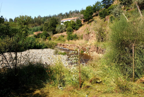 Weiden stecken, Uferbefestigung, Alge, Goladinha, Portugal