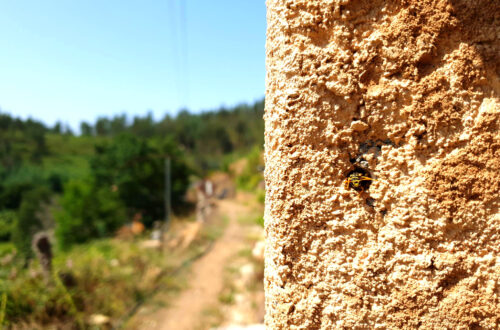 Wespennest in Mauer, verputzen, Goladinha, Portugal