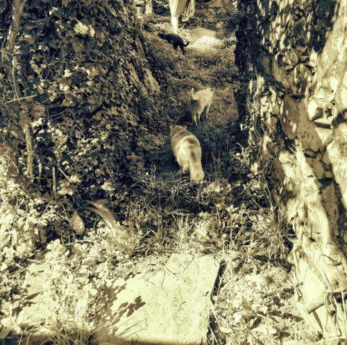 vor 100 Jahren, drei Katzen folgen, Ruine, Goladinha, Portugal