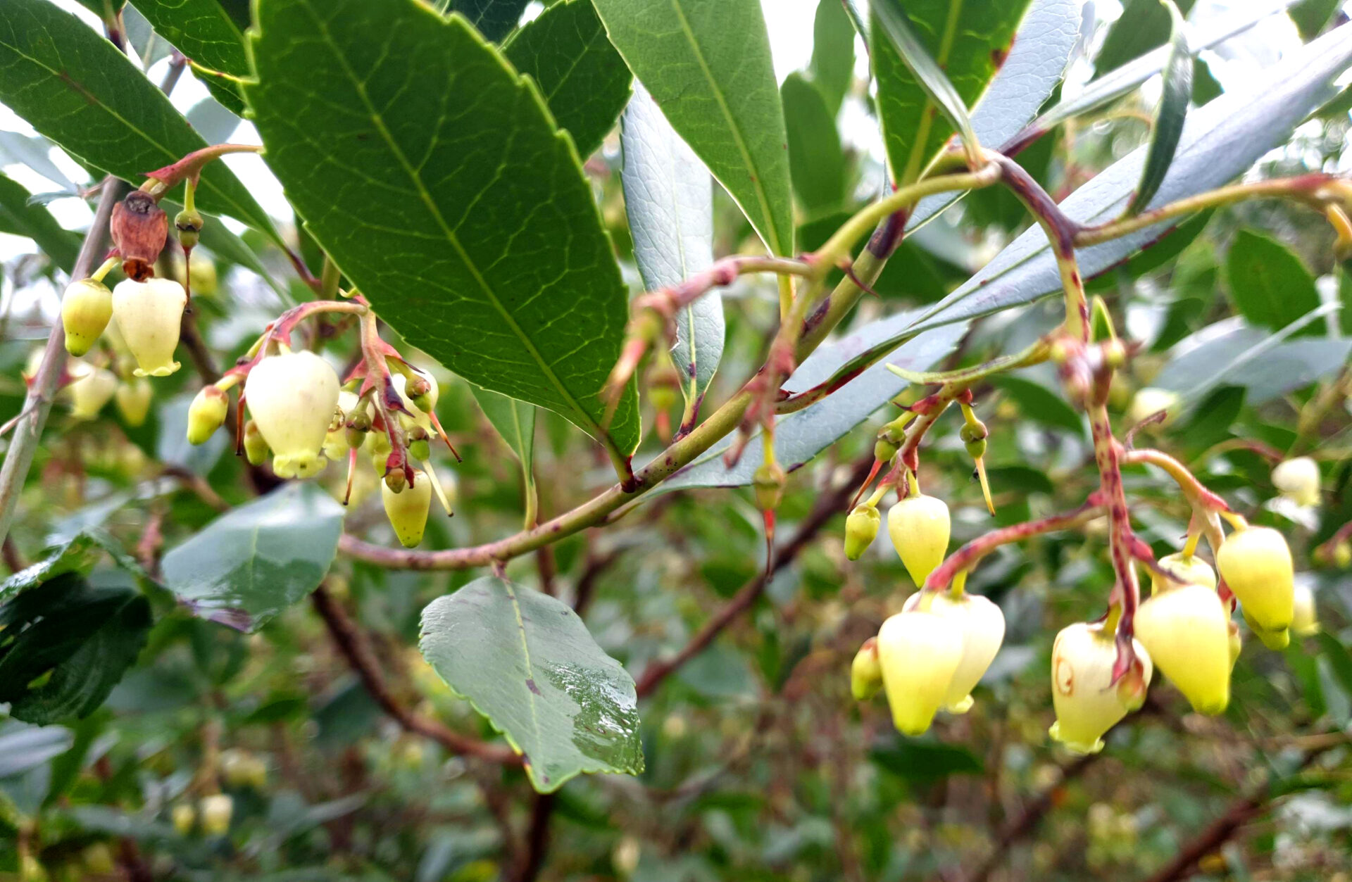 G o l a d i n h a_____________Kraftort in ZentralPortugal » Medronho