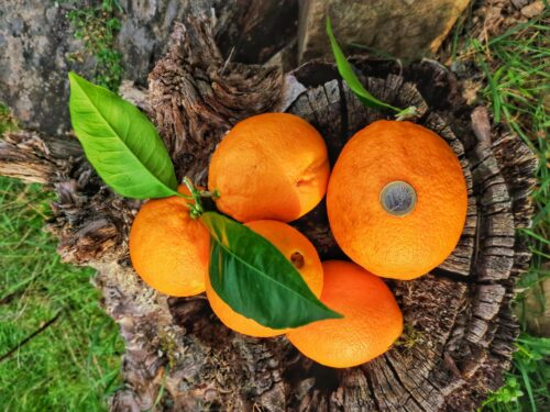 Orangen zum Abwinken, Ribeiro Joaninho, Goladinha, Portugal