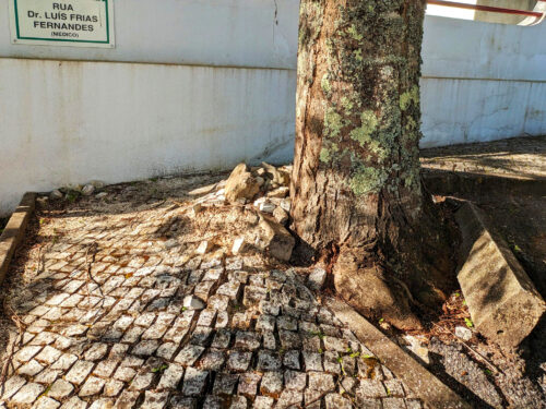 Baum hebt Gehsteigbelag, FdV, Goladinha, Portugal