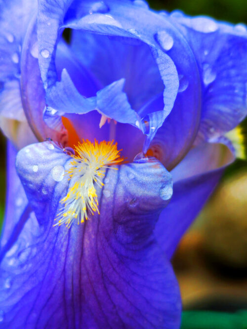 Iris, Schwertlilie, Blüte, Goladinha, Portugal