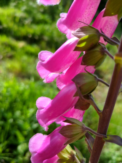 Grundstückspflege, Limpeza, Digitalis, Brandschutz, Goladinha, Portugal