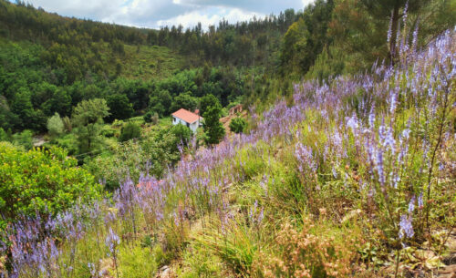 Wilder Laendel, Insektenfutter, Nektar, Limpeza, Mäharbeiten, Goladinha, Portugal